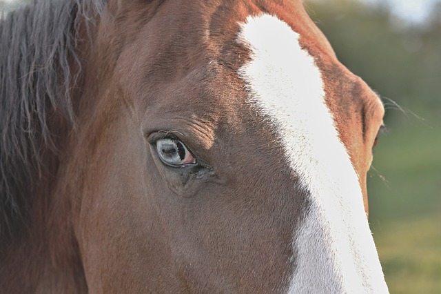 koňské oko