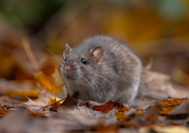 Nemám ráda hlodavce. 