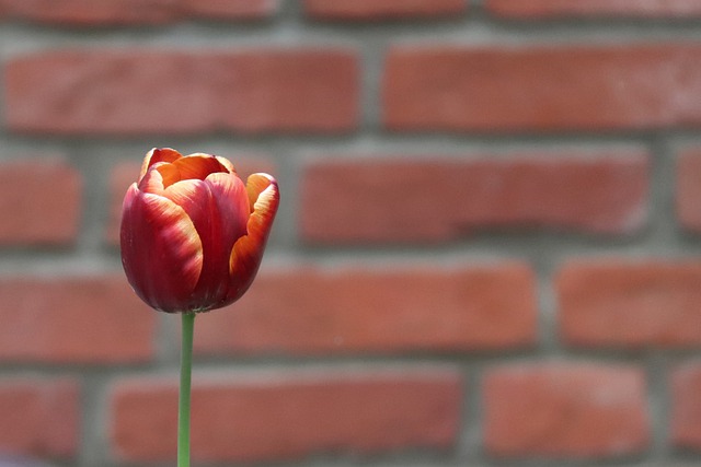 tulipán u cihlové zdi